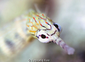 Sand pipefish by Jagwang Koo 